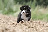 BORDER COLLIE 700